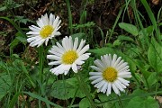 19 Bianche margeritine 